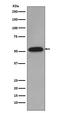 Cyclin B1 antibody, M00745-2, Boster Biological Technology, Western Blot image 