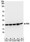 RAN, Member RAS Oncogene Family antibody, NBP2-32281, Novus Biologicals, Western Blot image 