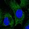 GRB10 Interacting GYF Protein 2 antibody, HPA054612, Atlas Antibodies, Immunofluorescence image 