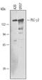 Phospholipase C Gamma 2 antibody, MAB3716, R&D Systems, Western Blot image 