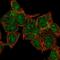 HECT Domain E3 Ubiquitin Protein Ligase 1 antibody, HPA002929, Atlas Antibodies, Immunofluorescence image 