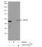 SET And MYND Domain Containing 2 antibody, NBP2-20429, Novus Biologicals, Western Blot image 