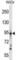 Desmoglein 3 antibody, abx028219, Abbexa, Western Blot image 