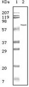 Albumin antibody, NB100-2195, Novus Biologicals, Western Blot image 