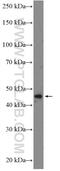 BRCA1 Associated Protein antibody, 26004-1-AP, Proteintech Group, Western Blot image 