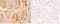 AIF1 antibody, A01394-2, Boster Biological Technology, Western Blot image 