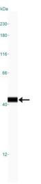 Aryl Hydrocarbon Receptor Interacting Protein antibody, GTX20468, GeneTex, Western Blot image 