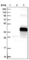 Transmembrane Protein 268 antibody, PA5-53560, Invitrogen Antibodies, Western Blot image 