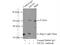 Eukaryotic Translation Initiation Factor 2 Subunit Gamma antibody, 11162-1-AP, Proteintech Group, Immunoprecipitation image 