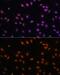 Elongation Factor Tu GTP Binding Domain Containing 2 antibody, GTX55602, GeneTex, Immunofluorescence image 