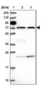 IQ Motif Containing H antibody, NBP1-82300, Novus Biologicals, Western Blot image 
