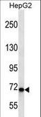 Chromodomain Helicase DNA Binding Protein 1 Like antibody, LS-C168725, Lifespan Biosciences, Western Blot image 