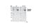 Ribosomal Protein S6 Kinase A3 antibody, 9335S, Cell Signaling Technology, Western Blot image 