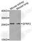 Secreted Frizzled Related Protein 2 antibody, A5383, ABclonal Technology, Western Blot image 