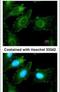 Plastin 3 antibody, PA5-27883, Invitrogen Antibodies, Immunofluorescence image 