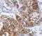 Intercellular Adhesion Molecule 1 antibody, MBS2522657, MyBioSource, Immunohistochemistry paraffin image 