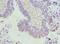 Tubulin Alpha 3e antibody, A65582-100, Epigentek, Immunohistochemistry paraffin image 