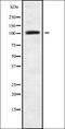 La Ribonucleoprotein Domain Family Member 1B antibody, orb336239, Biorbyt, Western Blot image 