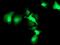 HSPA (Hsp70) Binding Protein 1 antibody, MA5-25643, Invitrogen Antibodies, Immunocytochemistry image 