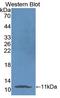 Neuregulin 4 antibody, LS-C372900, Lifespan Biosciences, Western Blot image 