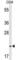 TRAF Interacting Protein With Forkhead Associated Domain antibody, abx034432, Abbexa, Western Blot image 