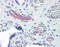 Rho-related GTP-binding protein RhoE antibody, 51-883, ProSci, Immunohistochemistry paraffin image 