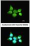 SS-A antibody, PA5-22294, Invitrogen Antibodies, Immunofluorescence image 