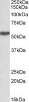 Lymphocyte Specific Protein 1 antibody, LS-C112939, Lifespan Biosciences, Western Blot image 