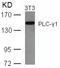 Phospholipase C Gamma 1 antibody, GTX50658, GeneTex, Western Blot image 