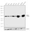 Catalase antibody, 702732, Invitrogen Antibodies, Western Blot image 