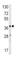 Hydroxyacid Oxidase 1 antibody, abx034021, Abbexa, Western Blot image 