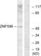 Zinc Finger Protein 596 antibody, abx013713, Abbexa, Western Blot image 