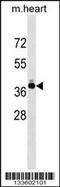 Troponin T2, Cardiac Type antibody, 58-582, ProSci, Western Blot image 