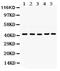 G Protein Subunit Alpha Q antibody, PA5-79318, Invitrogen Antibodies, Western Blot image 