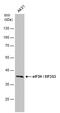 Eukaryotic Translation Initiation Factor 3 Subunit H antibody, MA5-27797, Invitrogen Antibodies, Western Blot image 