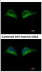 Proteasome 26S Subunit, Non-ATPase 7 antibody, NBP2-19988, Novus Biologicals, Immunofluorescence image 