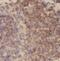 Betaine--Homocysteine S-Methyltransferase antibody, FNab00890, FineTest, Immunohistochemistry frozen image 