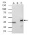 Mitogen-Activated Protein Kinase 1 antibody, GTX113094, GeneTex, Immunoprecipitation image 