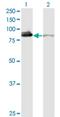 X-Ray Repair Cross Complementing 5 antibody, H00007520-M02, Novus Biologicals, Western Blot image 
