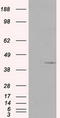 Pleckstrin antibody, LS-C114962, Lifespan Biosciences, Western Blot image 