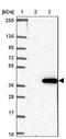 Solute Carrier Family 25 Member 42 antibody, NBP2-13325, Novus Biologicals, Immunohistochemistry frozen image 