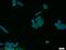 Protein MEMO1 antibody, 14604-1-AP, Proteintech Group, Immunofluorescence image 