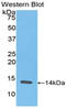 Resistin antibody, LS-C292508, Lifespan Biosciences, Western Blot image 