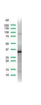 SRY-Box 2 antibody, MA5-16399, Invitrogen Antibodies, Western Blot image 