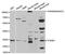 Tryptase Alpha/Beta 1 antibody, MBS129259, MyBioSource, Western Blot image 
