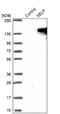 Selectin P antibody, NBP1-85744, Novus Biologicals, Western Blot image 