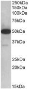 Thioredoxin domain-containing protein 5 antibody, AP32797PU-N, Origene, Western Blot image 