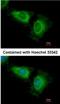 WD Repeat And SOCS Box Containing 2 antibody, NBP2-15164, Novus Biologicals, Immunocytochemistry image 