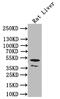 Sphingomyelin Synthase 2 antibody, CSB-PA854159LA01HU, Cusabio, Western Blot image 