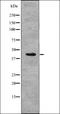 N-Myc Downstream Regulated 1 antibody, orb336153, Biorbyt, Western Blot image 
